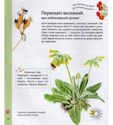 Експедиція з мурахою Софі. Досліджуємо природу навколо нас