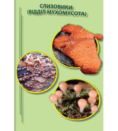 Гриби України. Атлас-довідник