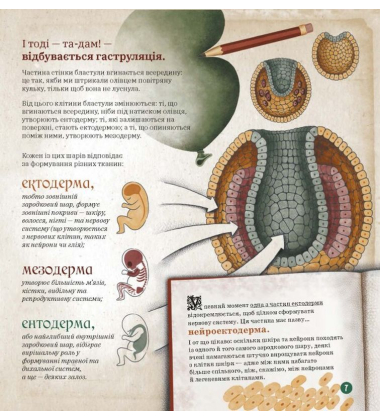 Як працює людський мозок