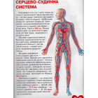 Велика книжка. Анатомія людини