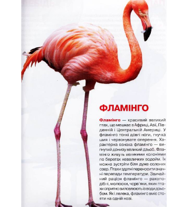 Велика книжка. Птахи