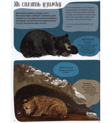 Ведмежа книга