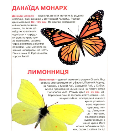Метелики. Велика книжка