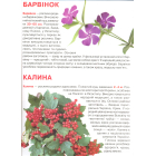 Велика книжка. Рослинний світ України