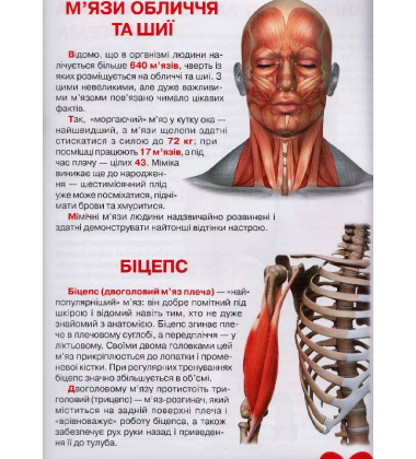 Велика книжка. Анатомія людини