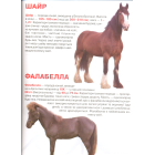 Коні і поні. Велика книжка