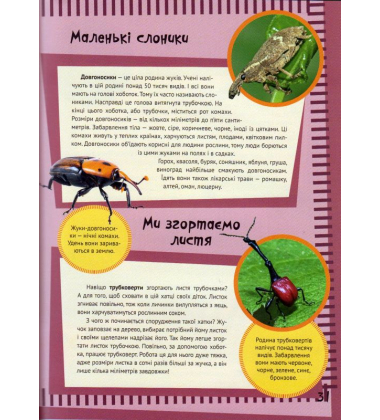 Комахи та павуки