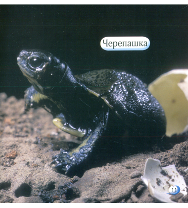 Що всередині?