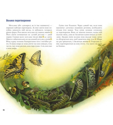 Годинник природи