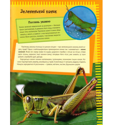 Комахи та павуки