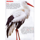 Велика книжка. Птахи