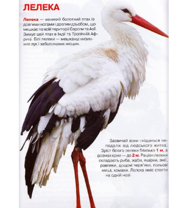Велика книжка. Птахи