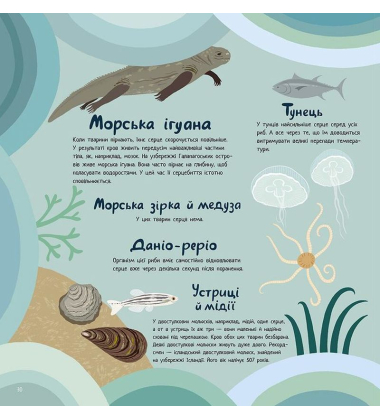Душевні факти про серце