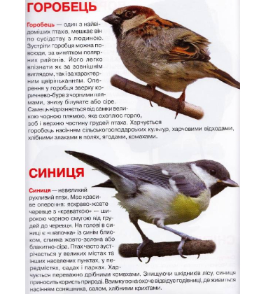 Велика книжка. Птахи