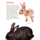 Свійські тварини. Велика книжка