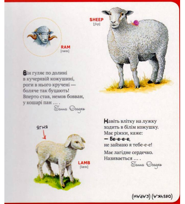 Перша книжка малюка. Хто сказав ку-ку-рі-ку?