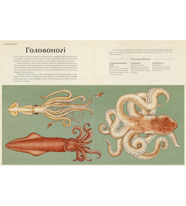 Анімаліум