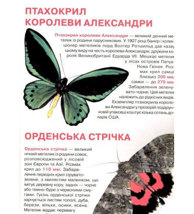 Метелики. Велика книжка