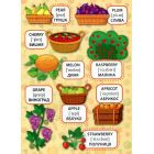 Фрукти та овочі. Fruit and Vegetables. Перші слова