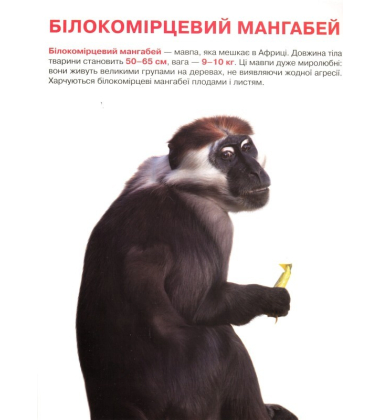 Мавпи. Велика книжка